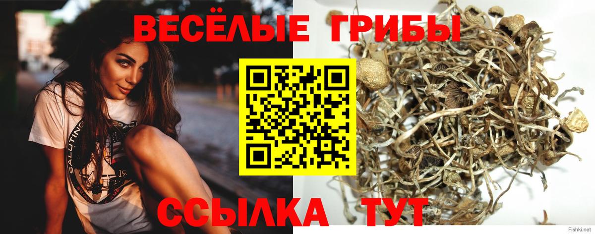 дарнет шоп  Псилоцибиновые грибы Cubensis  Вход с VPN  Свободный  Псилоцибиновые грибы Psilocybine cubensis 